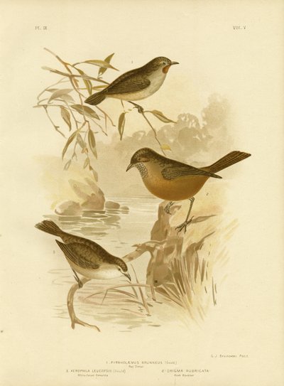 Rødhals, 1891 af Gracius Broinowski